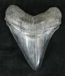 Sharply Serrated Megalodon Tooth - South Carolina #20461-1